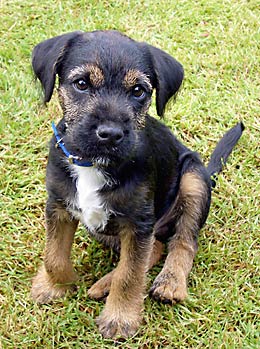 Skip - the new member of our family
