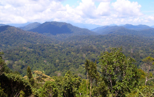 A panoramic view of the Malaysian National Forest
