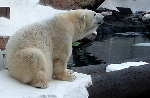 A Polar Bear at Sea World