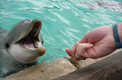 Me feeding a Dolphin at Sea World