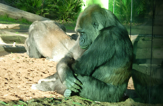 A Grumpy Gorilla
