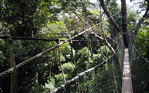 A narrow canopy walkway