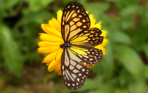 The Butterfly farm